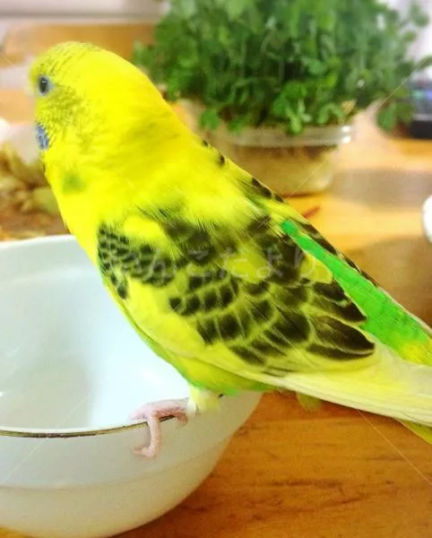 コメントの画像