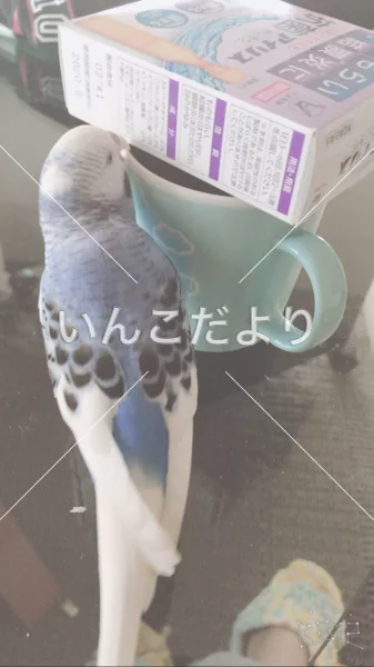 コメントの画像