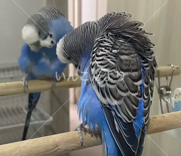 コメントの画像