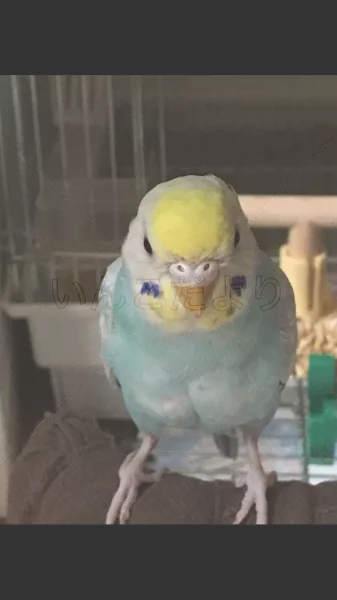 コメントの画像