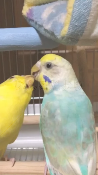 コメントの画像