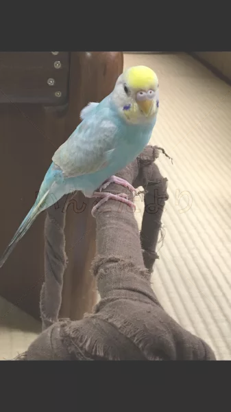 コメントの画像