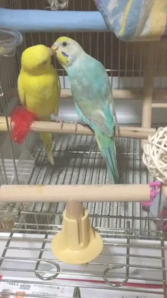 コメントの画像