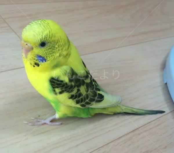 コメントの画像