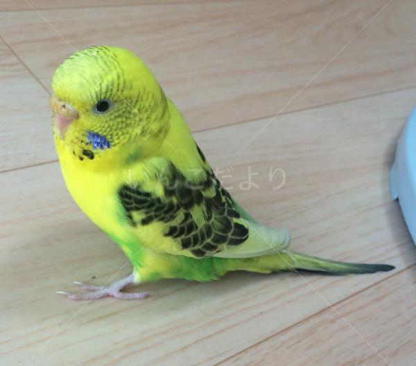 コメントの画像