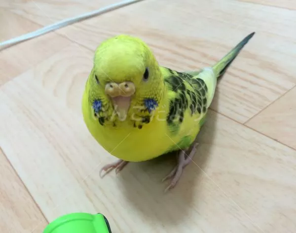 コメントの画像