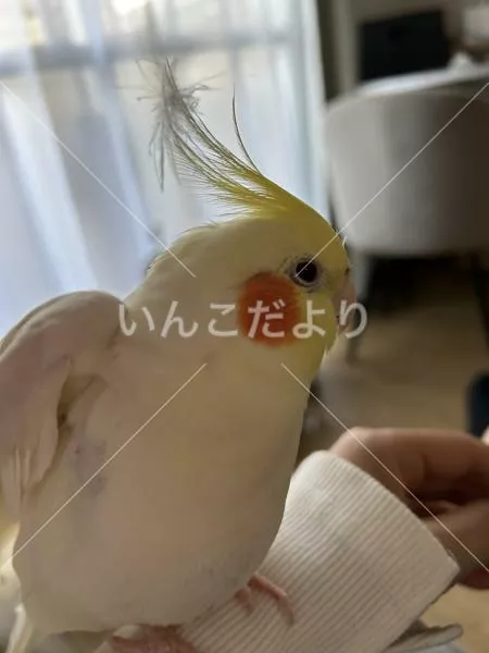 コメントの画像