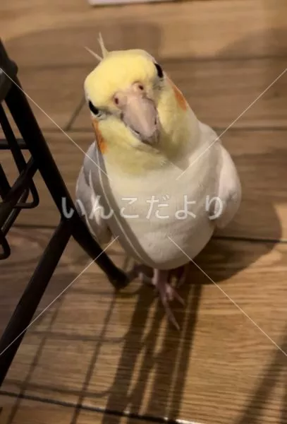 コメントの画像