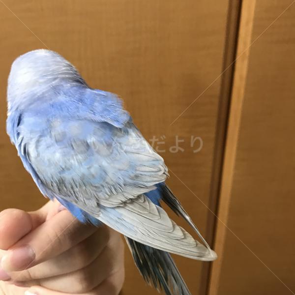 コメントの画像