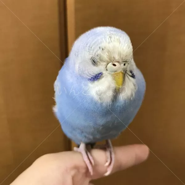 コメントの画像