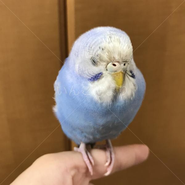 コメントの画像