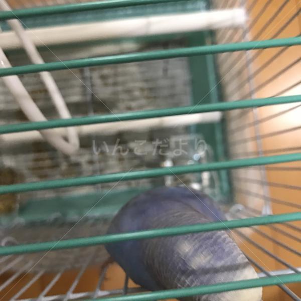 コメントの画像