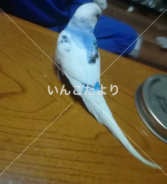 コメントの画像