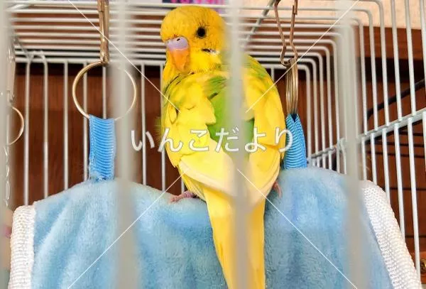 コメントの画像