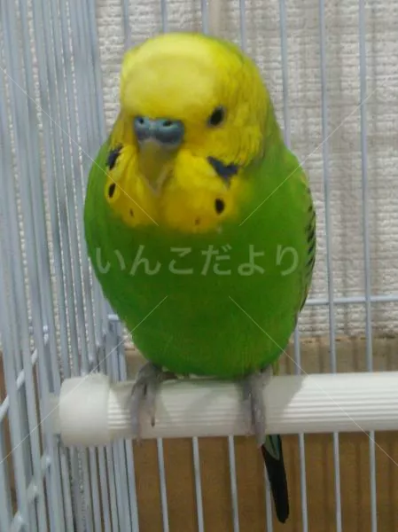 コメントの画像