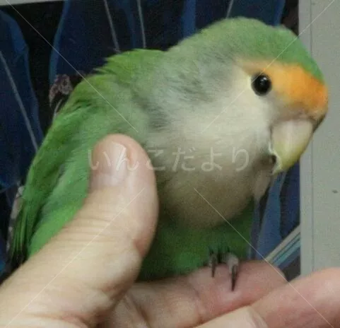 コメントの画像