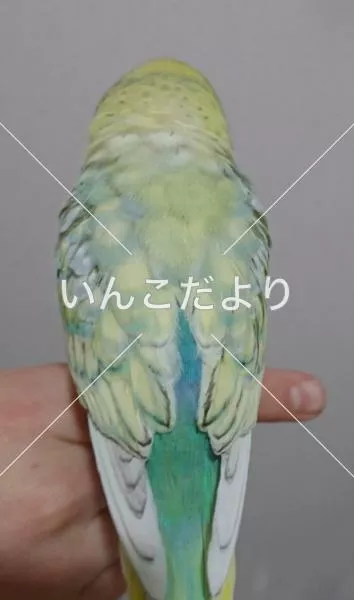 コメントの画像