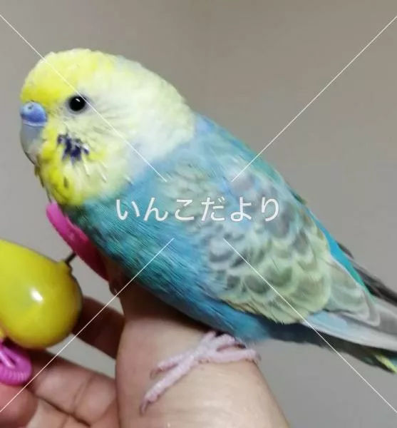 コメントの画像