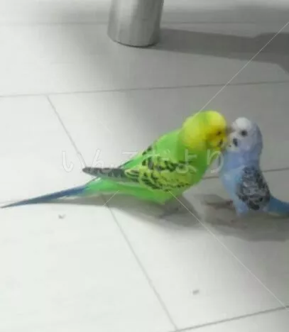 コメントの画像