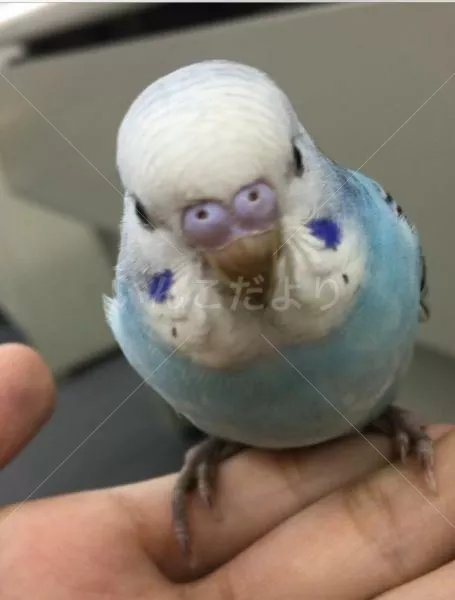 コメントの画像