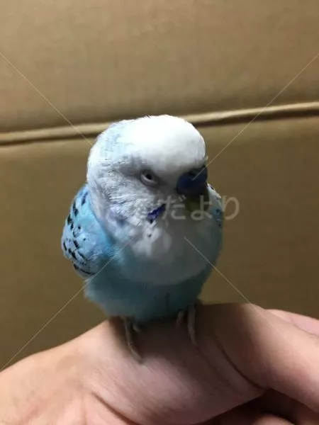 コメントの画像