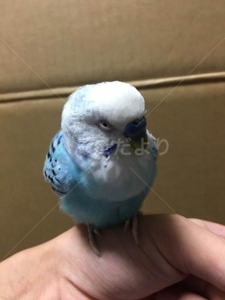 コメントの画像