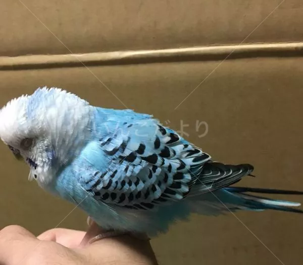 コメントの画像