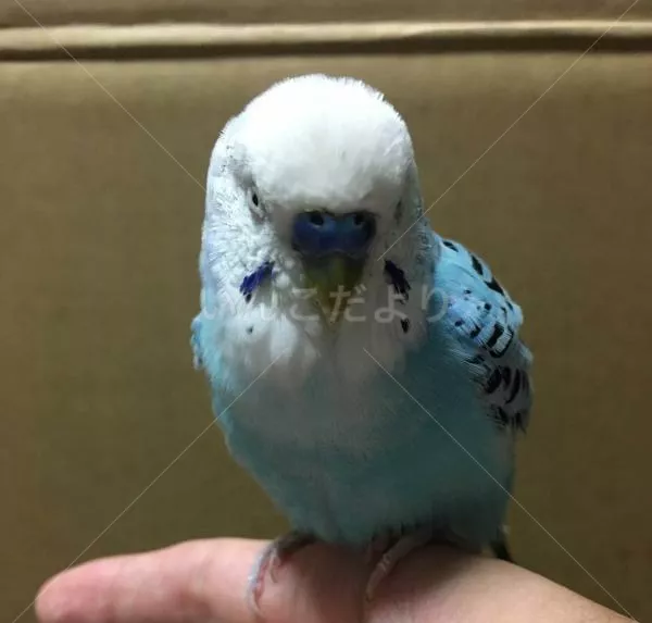 コメントの画像