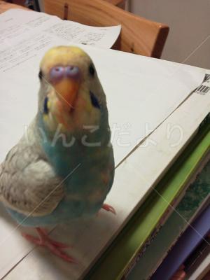 コメントの画像