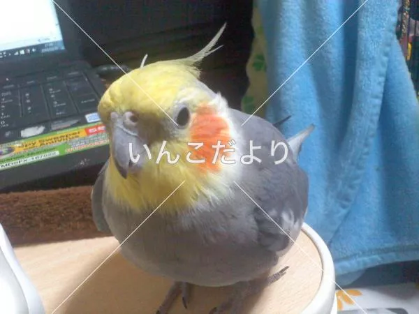 コメントの画像