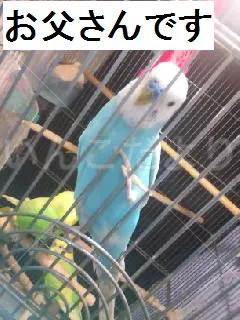 コメントの画像