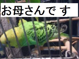 コメントの画像