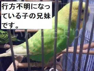 コメントの画像