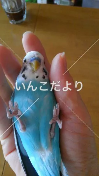 コメントの画像