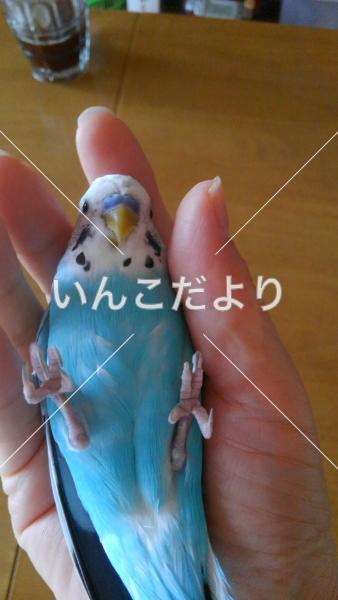 コメントの画像