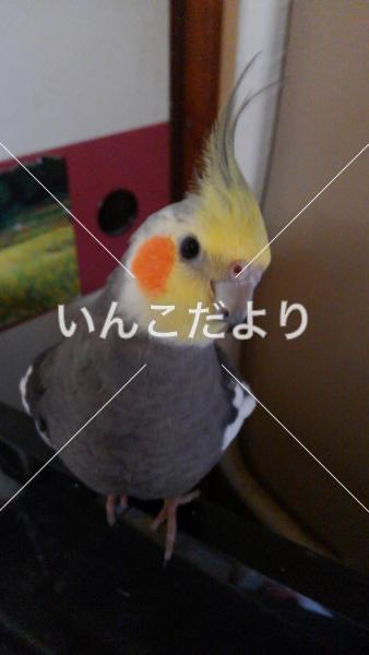 コメントの画像
