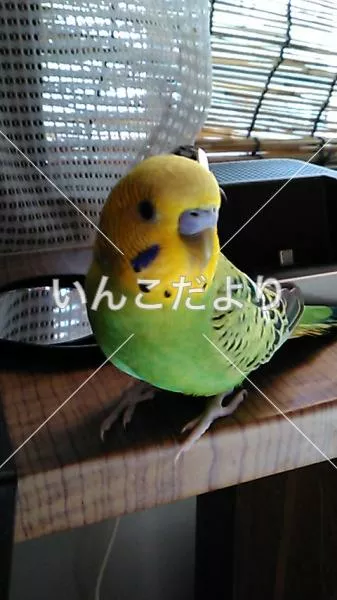 コメントの画像