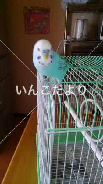 コメントの画像