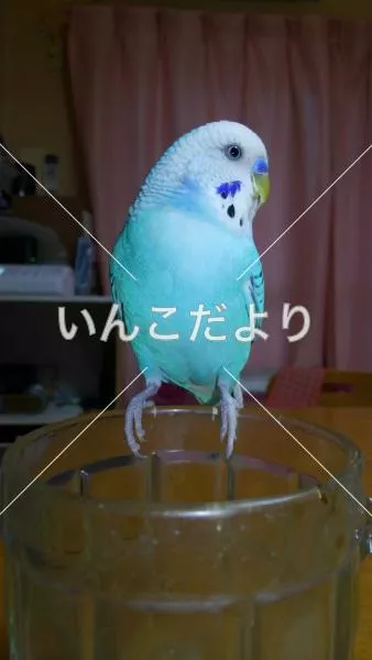 コメントの画像