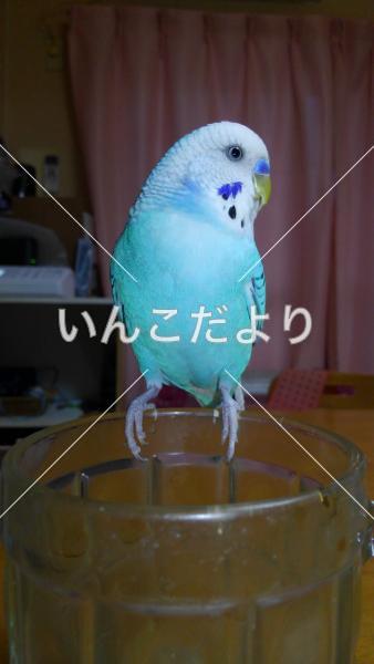 コメントの画像