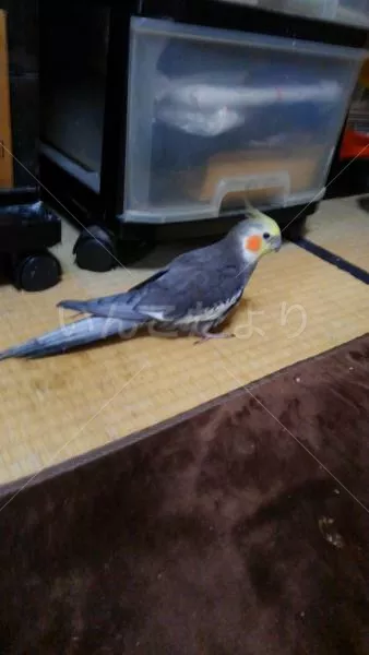 コメントの画像