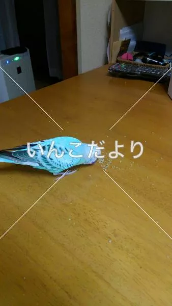 コメントの画像