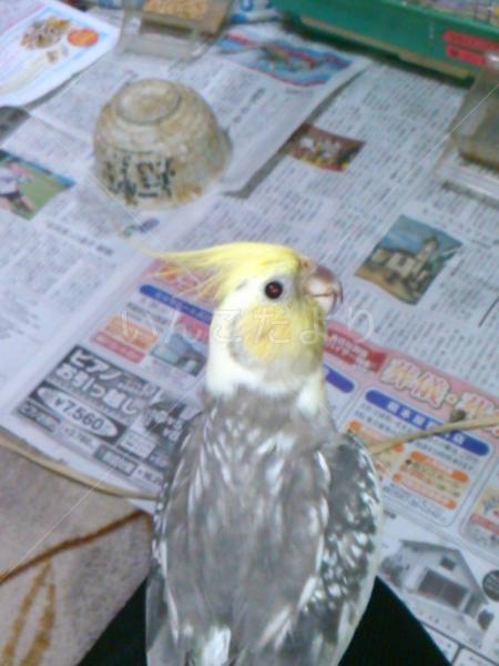 コメントの画像