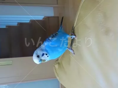 コメントの画像