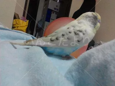 コメントの画像