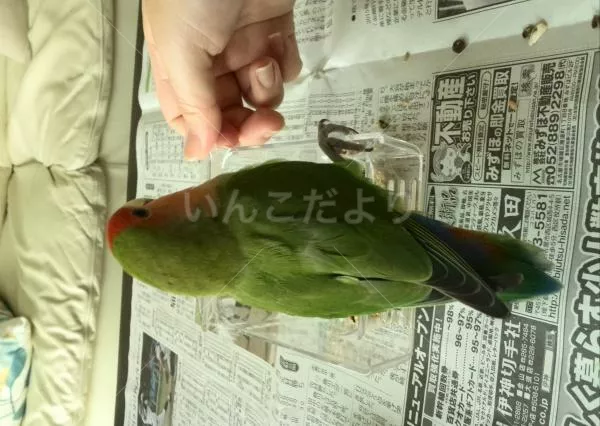 コメントの画像