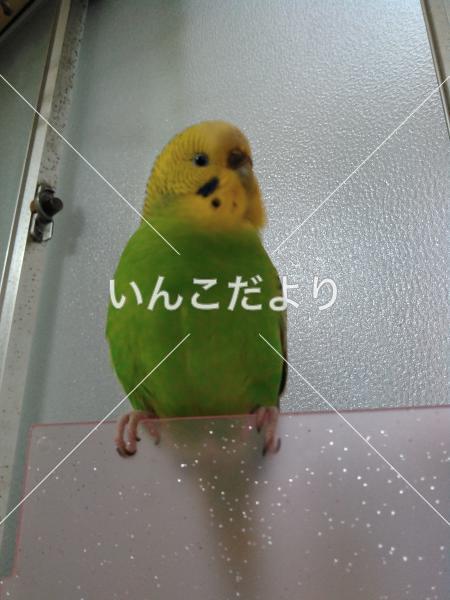 コメントの画像