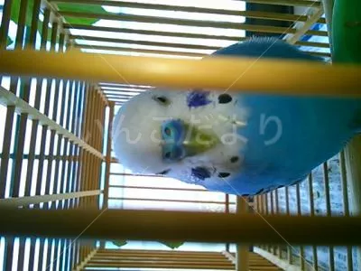 コメントの画像