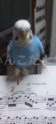 コメントの画像