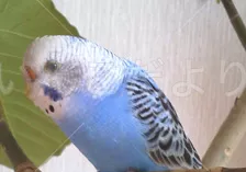 コメントの画像